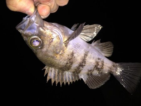 フロートメバリング