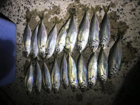 平成令和遠征アジング