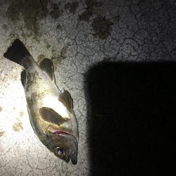 久しぶりのメバリング