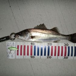 シーバスフィッシング