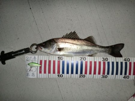 シーバスフィッシング