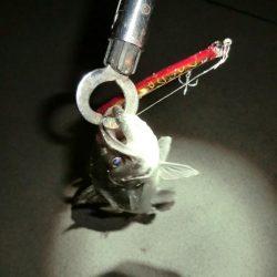 バチパターンでした。