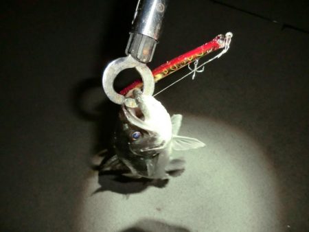 バチパターンでした。