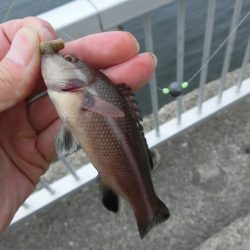 ファミリーフィッシングの爆春には程遠い