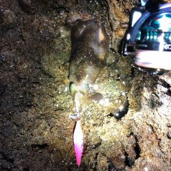 島根半島エギング