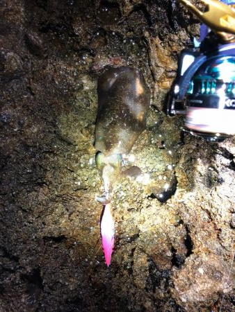 島根半島エギング