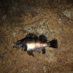 フロート虫ヘッド