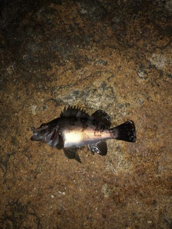 フロート虫ヘッド