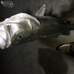 バチ抜け狙いで