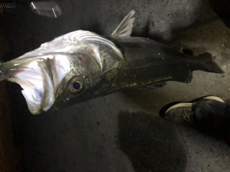 バチ抜け狙いで