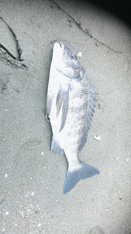 キス釣りに行ったけど