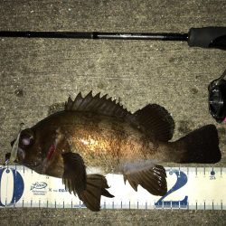 強風の中のワンチャン