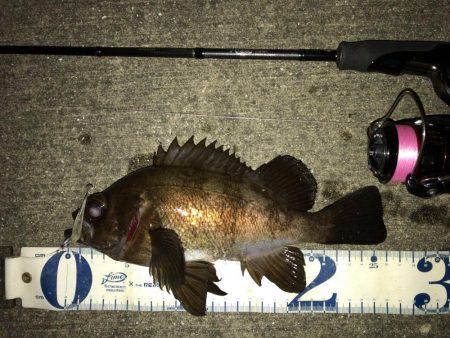 強風の中のワンチャン