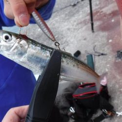 ライトフィッシング×生エサ＝7魚種達成