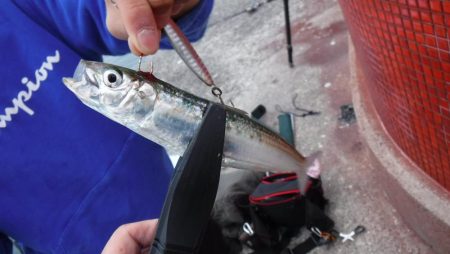 ライトフィッシング×生エサ＝7魚種達成