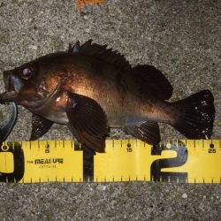 小潮強風のなかメバリング