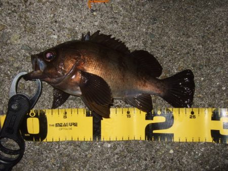 小潮強風のなかメバリング