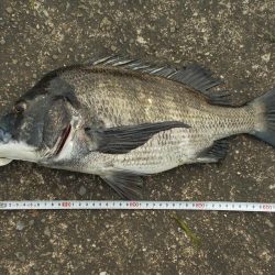 紀ノ川/落とし込みで真チヌ46cm