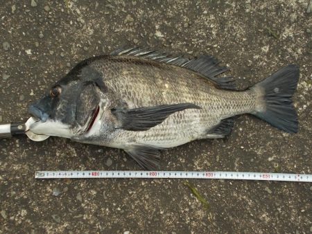 紀ノ川／落とし込みで真チヌ４６ｃｍ