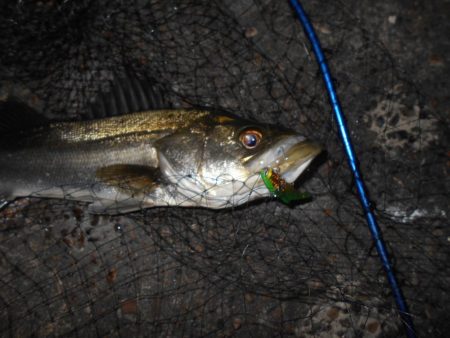 モルビドに高反応♪。