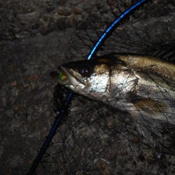 モルビド24がベストマッチ。