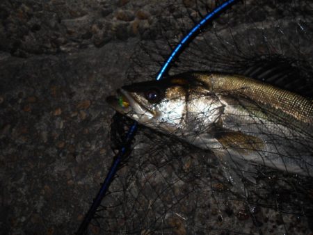 モルビド24がベストマッチ。