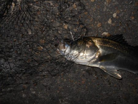 サイズ出ないねぇ～。