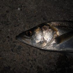 風向きで極端に変わる…