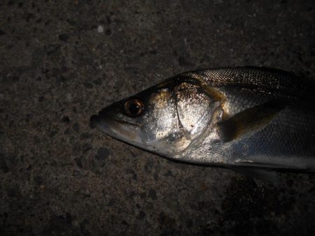 風向きで極端に変わる…