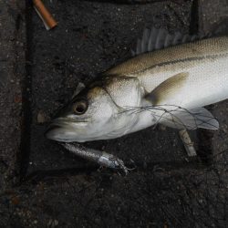 出勤前にちょこっとデイゲーム