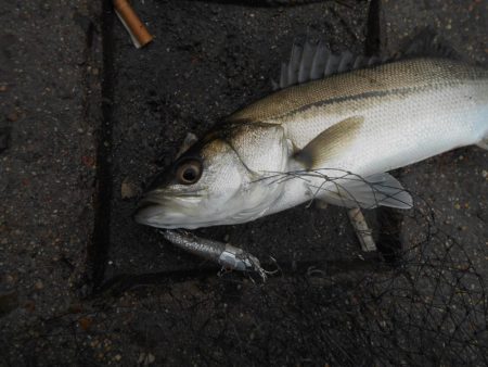 出勤前にちょこっとデイゲーム