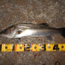 イワシパターン?で入れ食いを楽しんでみる♪