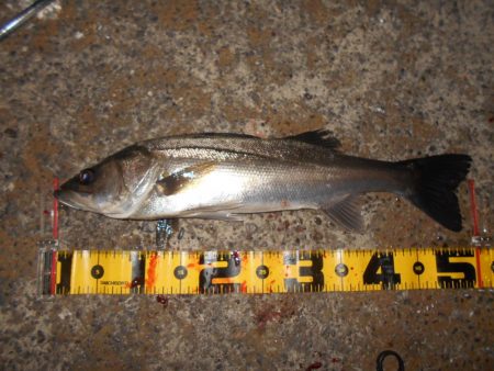 イワシパターン？で入れ食いを楽しんでみる♪…