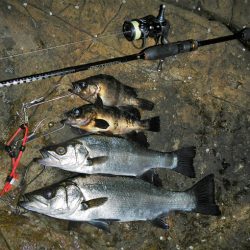 良い引きでした