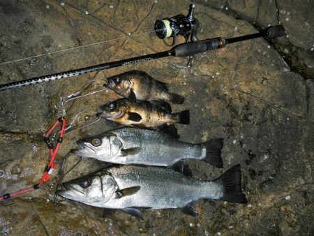 良い引きでした