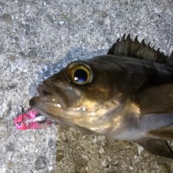 今夜はきびしい~