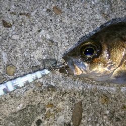 今夜の潮は動かず厳しい