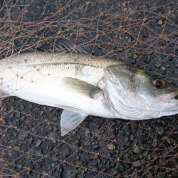 平成最後にシーバス釣行！！