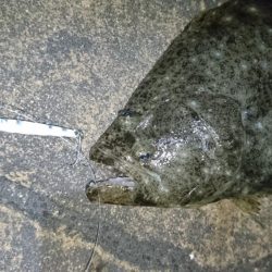 今夜もメバル狙い!!