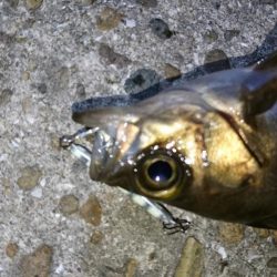 今夜もジグパラメバリング