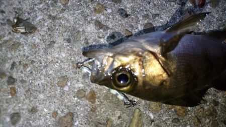 今夜もジグパラメバリング