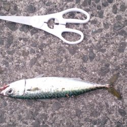 そろそろ終わり?