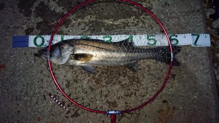 バチ抜けルアーでシーバス