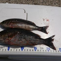 今年初、神谷沖一文字