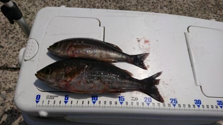 今年初、神谷沖一文字