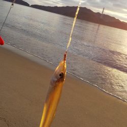 サーフからシロギス狙い