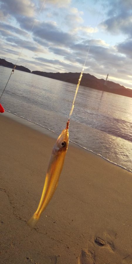 サーフからシロギス狙い