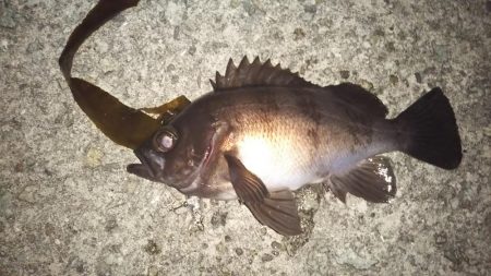 満月ライトゲーム