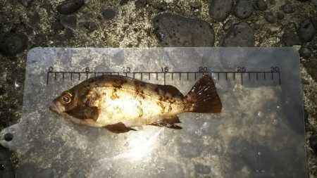 ようやく春が来た