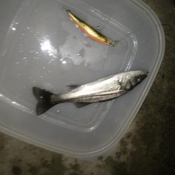 ナイトルアーフィッシング シーバス